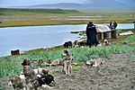 Lorino, sled dogs teams at the beach