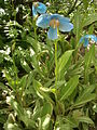 Meconopsis grandis