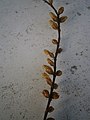 Metasequoia glyptostroboides male cones