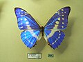 Structural blue colour in morpho cypris, a nymphalid