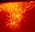 Mouse cingulate cortex neurons