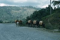 Working mule train, Nicaragua 1957–1961