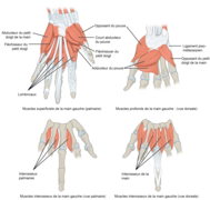 Muscles de la main palmaire.