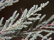 Close-up of leaves