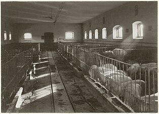 Indoor pig farm, Sweden, 1911