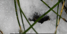 Foto de anfibio en nido de espuma, se observa ejemplar de Leptodactylus luctator. Reserva Natural Urbana El Corredor, Bs.As. Argentina Octubre 2024.