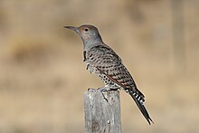 A northern flicker standing on a wooden block