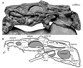 Nothosaurus winkelhorstin kallo.