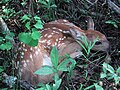 Capreolus capreolus pup.