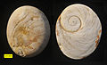 Fossil spiral opercula (both sides) from the Pliocene of Cyprus