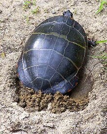 Une femelle creusant son nid avec ses pattes arrières.