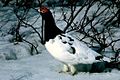 Ptarmigan from Husond 02:23, 15 June 2007 (UTC)