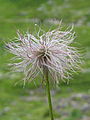 Pulsatilla alpina