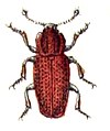 Pycnomerus terebrans