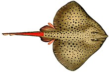 Skates (Raja montagui shown) have their electric organ in the tail.