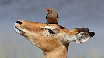 Perched on an impala ewe