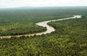 the Gambia River in Senegal's Niokolo-Koba National Park. Rainforests are an example of biodiversity on the planet, and typically possess a great deal of species diversity.