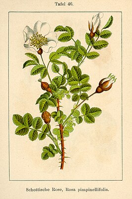 Ботаническая иллюстрация из Deutschlands Flora in Abbildungen, 1796 г.