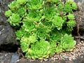 Sempervivum ingwersenii