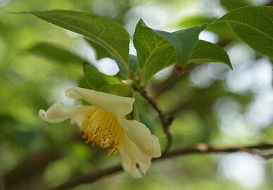 Stewartia serrata