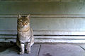 Street cat, Israel