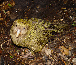 The kākāpō, a large flightless parrot endemic to New Zealand