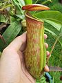 Intermediate pitcher of cultivated mature plant