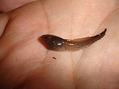 Tadpole