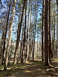 Tall Conifers on both sides of northernmost Natchaug Trail.