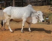 Thari cow breed originating from Tharparkar, Sindh, popular since World War I[36]