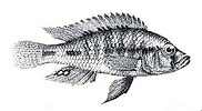 Haplochromis wingatii