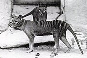 Black and white photo of striped thylacine
