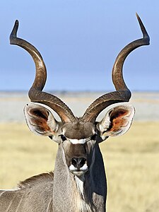 Greater kudu, by Hans Hillewaert