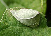 Caterpillar sheltering under enrolled leaf.