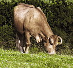 Rubia galega pastando en Oroso.