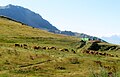 Vaches à l'alpage sous les pentes du Cheval Noir