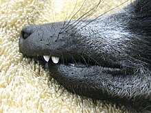 Close-up profile shot showing the long muzzle and overbite of a black-and-white ruffed lemur