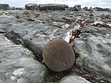 Spherical concretion on Ward Beach