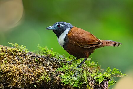 White-bibbed babbler, by JJ Harrison