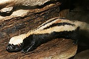 Black and white mustelid on a log