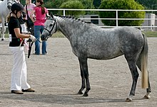 A standing grey pony with a girl holding the lead rope.