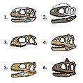 Abelisauridae skulls.