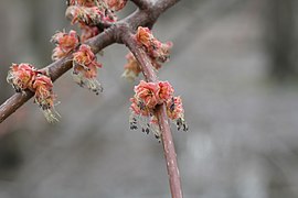 Acer rubrum L. — Érable rouge (fleurs).