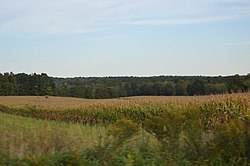 Cornfield along Airport Road