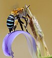Long-tongued bee
