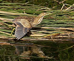 Description de l'image American Bittern.jpg.