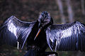 Male drying its feathers and warming its body, Florida, US