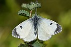 A mostly white butterfly with smaller black tips on its wings