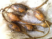 Apios americana or 'groundnut' tubers.