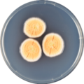 Aspergillus discophorus growing on CYA plate